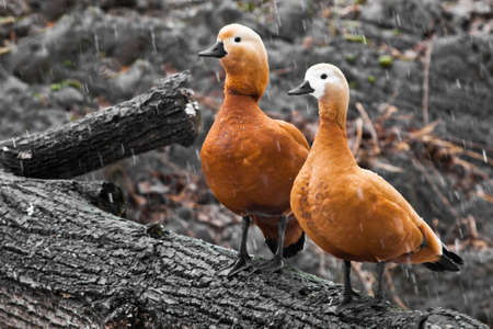 a married couple are sitting on a tree, beautiful bright ogar ducks (woody duck) in early spring.の写真素材