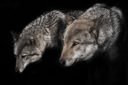 pair of wolves (husband and wife, boyfriend and girlfriend) Dark, black background