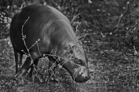 pygmy hippo (Pygmy hippopotamus) is a cute little hippo. Discolored, black and whiteの写真素材