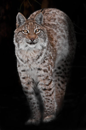 Lynx arched its back, puffed up in the dark and looks with yellow-orange eyesの写真素材