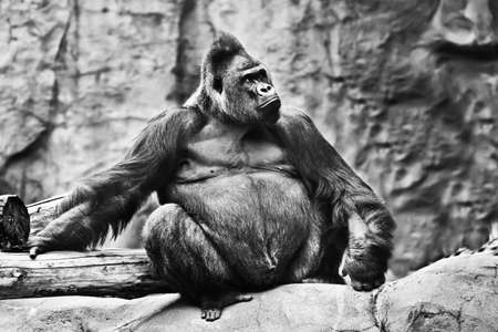 male gorilla sits on a background of stones and looks proudly. Discolored, black and whiteの写真素材