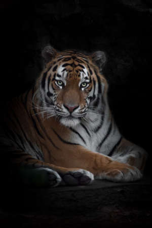 confident gaze of a powerful tiger, Amur tiger, black background personifies strength and reliability in the year of the tigerの写真素材
