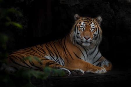 Leaves and a powerful majestic tiger flying in the darkness, the Amur tigerの写真素材