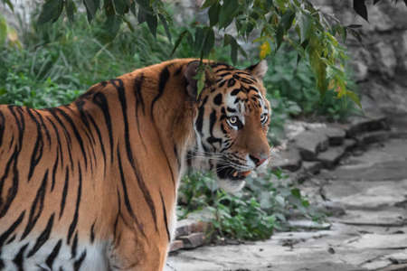 The head of a tiger with an open mouth against a background of green leaves amur tigerの写真素材