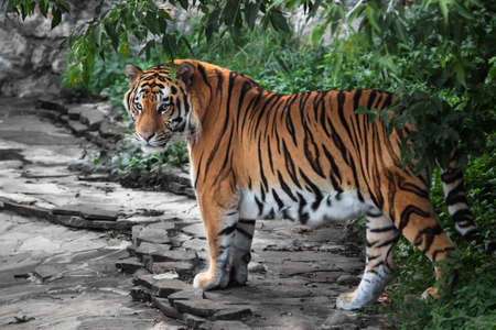 A bright red Amur tiger who has come out from the green jungle onto a stone road looks at you inquiringlyの写真素材