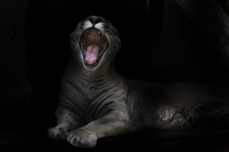 A voracious puma female opens in a cry a huge toothy mouth in the night darkness, an open mouth of...