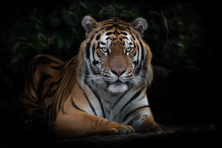 A tiger looks calmly and calmly, an Amur tiger at night darknessの写真素材