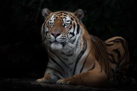Raised up before throwing. startled from sitting tiger, amur tiger, black backgroundの写真素材