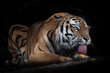 Amur tiger on a black background on a tree trunk, a log A powerful red tiger licks its paw with a red tongue,の写真素材