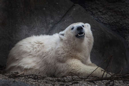 White young bear cub teenager on a background of stones. hot symbol of global warmingの写真素材