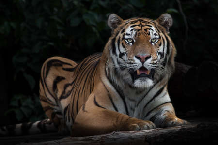 Tiger sitting quietly opening its mouth, Amur tiger, black background stick in the dark background with leavesの写真素材