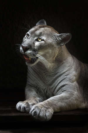 Puma parted mouth lying, powerful paws forward yellow eyes red tongue lies, black backgroundの写真素材