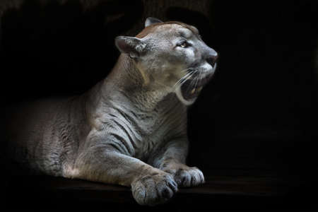 Opens its mouth, roars a yellowish moon puma in the reclining night, black backgroundの写真素材