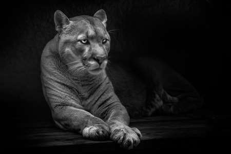 Calmly lies stretching its paws forward, a beautiful gentle beast, a huge cat, puma ,, black backgroundの写真素材