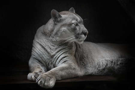 Lying wearily turns his head away tired cougar lying, black backgroundの写真素材