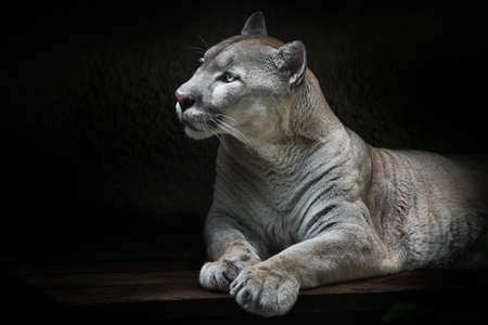 Peppy interest and curiosity of a powerful cougar ready to jump, mountain lion, black backgroundの写真素材