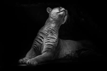 puma stretches in the dark with her head thrown back, black background, harmony and grace and languorの写真素材