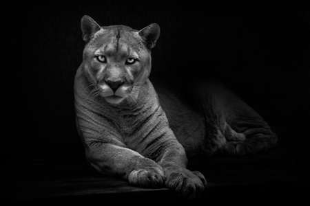 Lying cougar is looking at you dangerously and calmly, powerful and calm cat, black and white noir, black backgroundの写真素材
