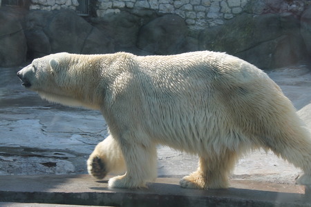 Polar bearの写真素材