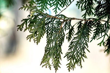 Wood, thuja, spring, evergreen Park, the alley