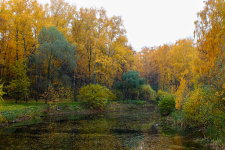 The forest pond in Indian summer looks excellentlyの写真素材