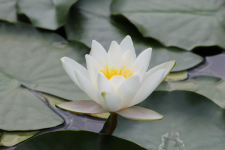 White water lily growing in the shade on the overgrown pond.の写真素材