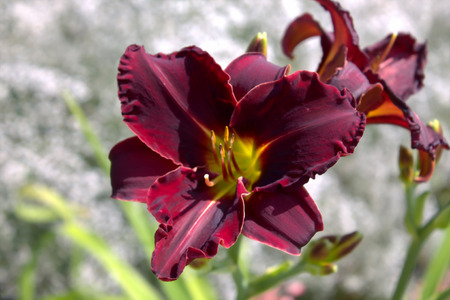 Beautiful lily flowers in the city gardenの写真素材