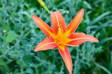 Beautiful lily flowers in the city gardenの写真素材