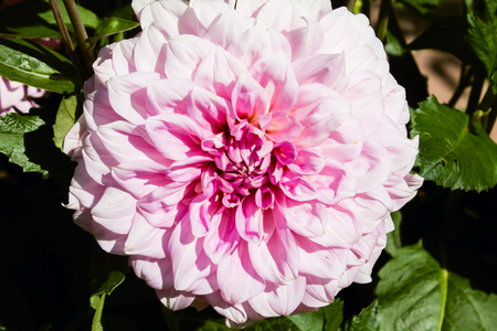 Chrysanthemum among green foliage in summer parkの写真素材