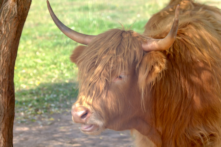 The head of bison in the private commercial zoo near Moscowの写真素材