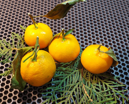 <p>tangerine with green leaves</p>の写真素材