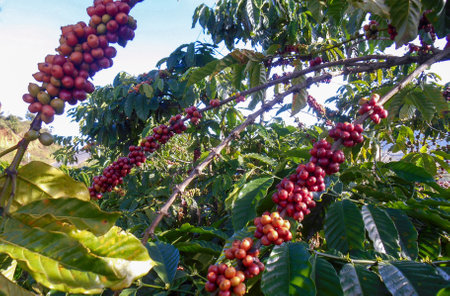 nature, green plant on a tree, sky in foliage decoration, outdoor coffee growingの写真素材