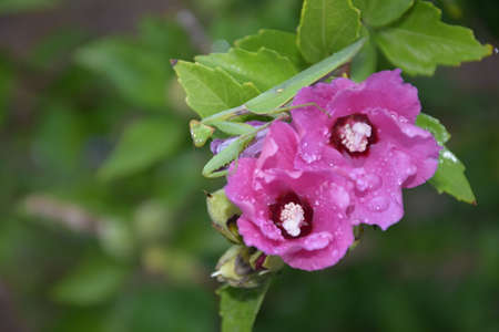 Green praying mantis on pink flowersの写真素材
