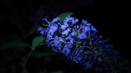 Purple sprig of flowers in the dark at nightの写真素材