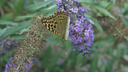 Wonderful to butterflies on spring flowers