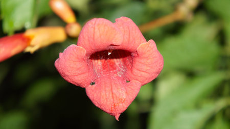 Delicate red flower at night
