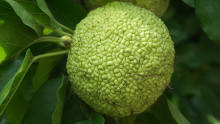 The fruit of the Maclura tree and its green skin textureの写真素材