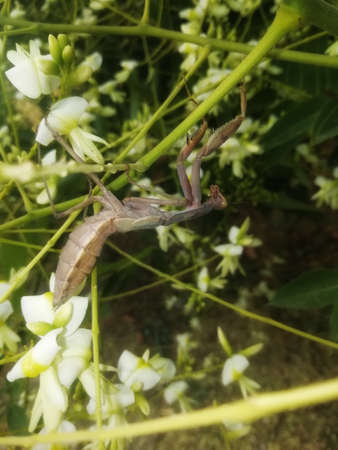 Mantis hunting in the arms of plants and their flowersの写真素材