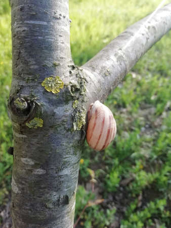Sleeping snail on the table of a tree covered in mossの写真素材