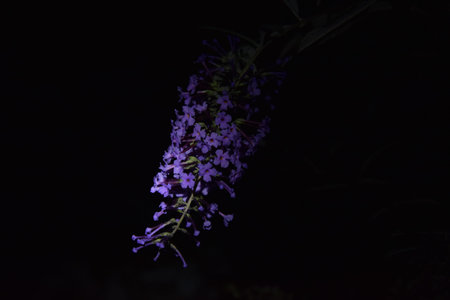 Purple flowers on a branch of a plant at night