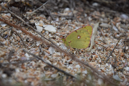 Lovely butterfly on the ground on a summer morning