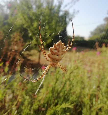 Beautiful Spider and his web creation