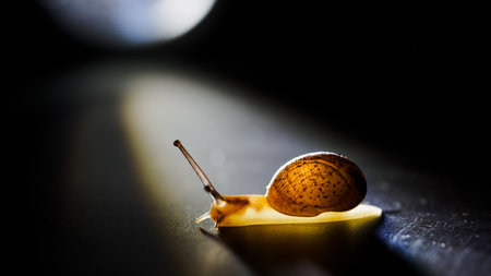 Tiny snail crawling on a surface against bright directional flashlightの写真素材