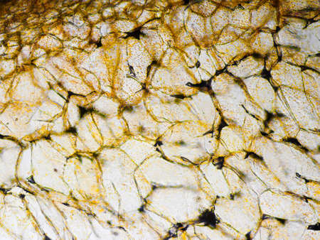 Capsicum, the pepper cells texture seen in optical microscope (Colors are changed for better artistic experience and to increase visibility and contrast)の写真素材