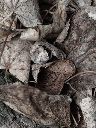 Autumn dark brown fallen leaves texture backgroundの写真素材