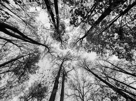 Trees from below. Black and white forest silhouetteの写真素材