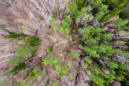 Mixed forest top-down aerial viewの写真素材