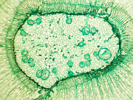 stem of wood discotyledon x.s. details under biological optical misroscopeの写真素材