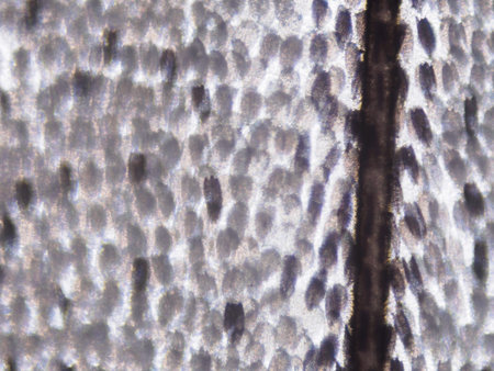 White butterfly wing seen in microscope. Objective 10x. Field of view 1.3mm