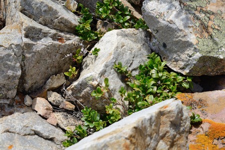 lingonberry among stonesの写真素材